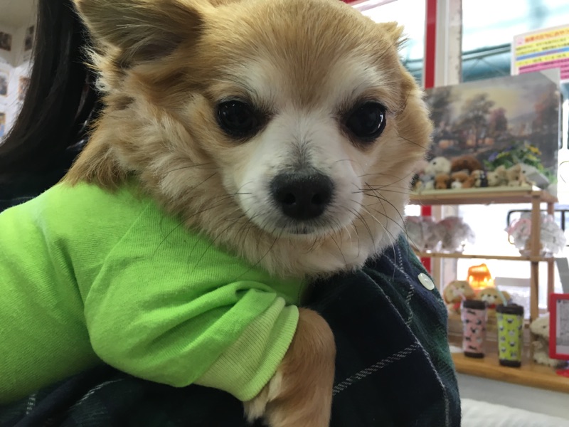 【今日の里帰りワンコ🐶パグの聆麿くん💕チワワのポンキチ君💕】